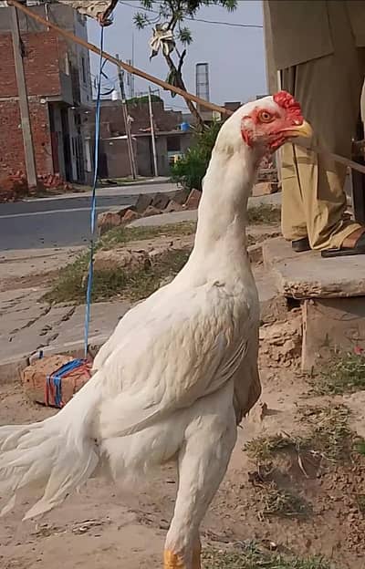white shamo japanese breed