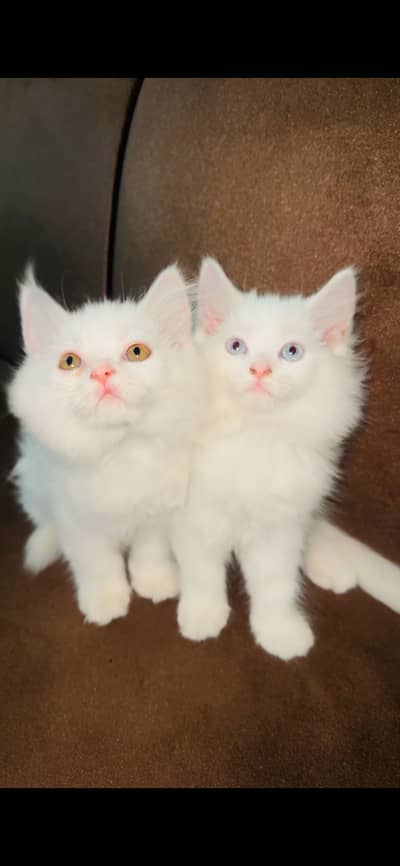 PERSIAN CATS DOUBLE COAT (coloured eyes)