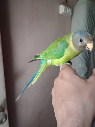 Plum Head Female Full Hand Tame and healthy