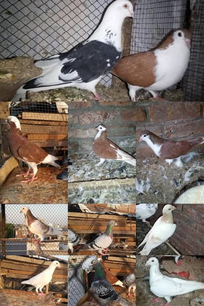 pigeons urgent for sale