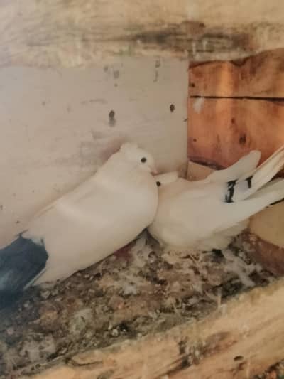 white beautiful pairs all breeder pairs guranted read description