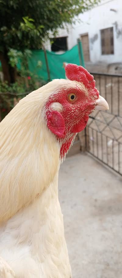 Heera Aseel for sale