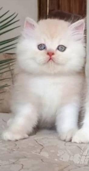 kitten for sale