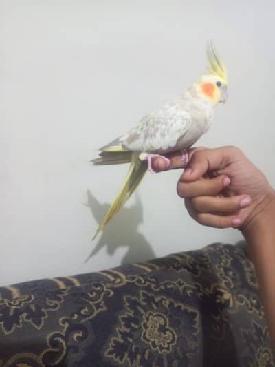 2 TIMES BREEDER COCKTAIL TAMED PAIR FOR SALE  6 EGGS AVERAGE