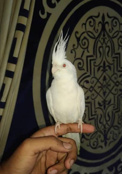 white red eyes cocktail