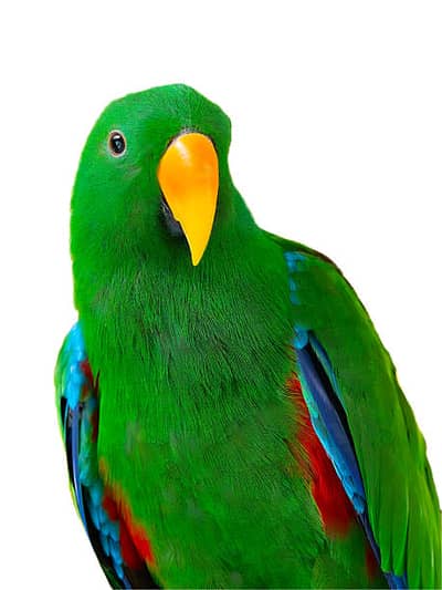 Grand Green Eclectus parrot, Hand Tamed and very loving No Bite.