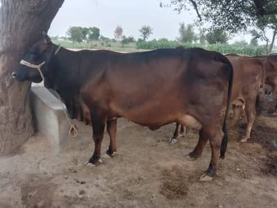 Farm worker need urgent