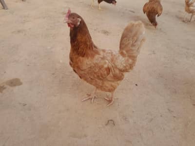 Desi Murgia