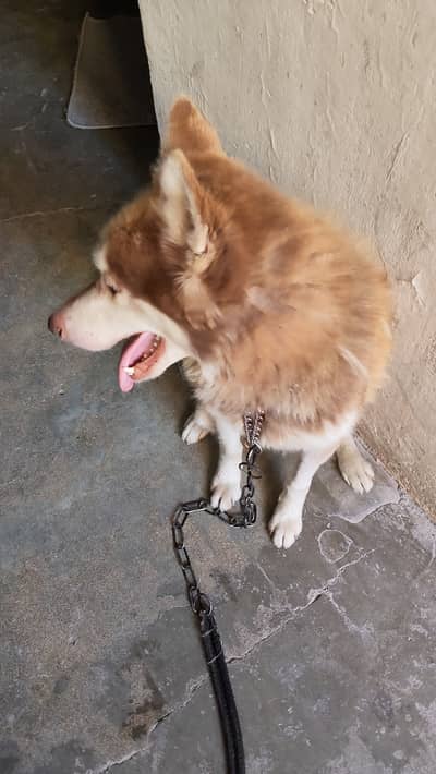 Huskey