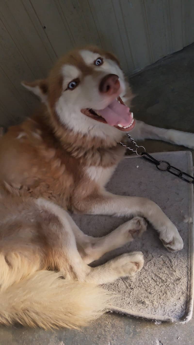 Huskey 1
