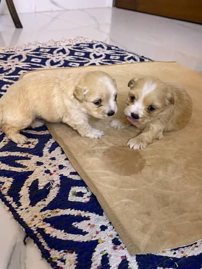 black shihtzu dog heavy bone structure beautiful quality only stud
