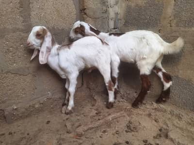 2 Bakriyan Bachon Samait For Sale Total 6 Janwar