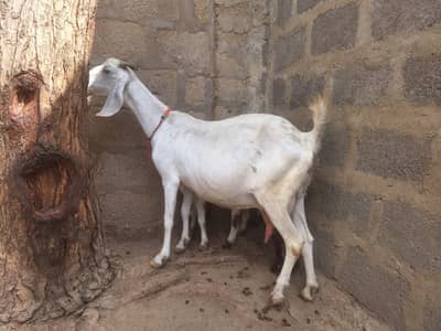 2 Sehatmand Bakriyan Bachon Samait aur Breeder Bakra 2 Daant