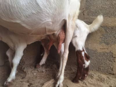 2 Sehatmand Bakriyan Bachon Samait aur Breeder Bakra 2 Daant