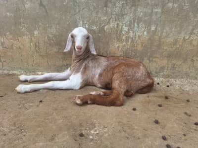Breeder Bakra 2 Daant aur 2 Sehatmand Bakriyan Bachon Samait