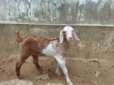 2 Bakriyan Bachon ka sath aur Breeder Bakra 2 Daant
