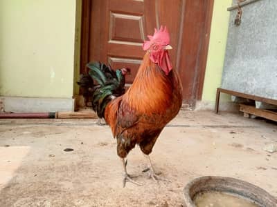 Misri Murgha & Murghi (Jori) For Sale