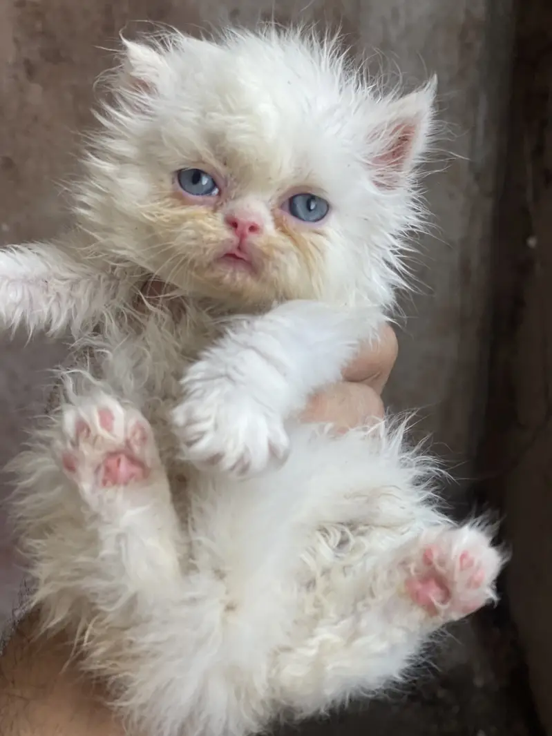 Piky kitten  triple corded blue eyes
