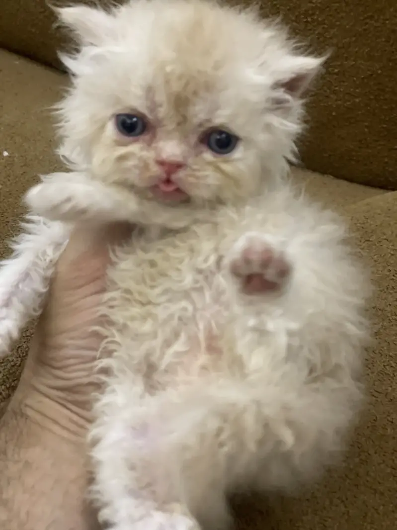 Piky kitten  triple corded blue eyes — photo 2