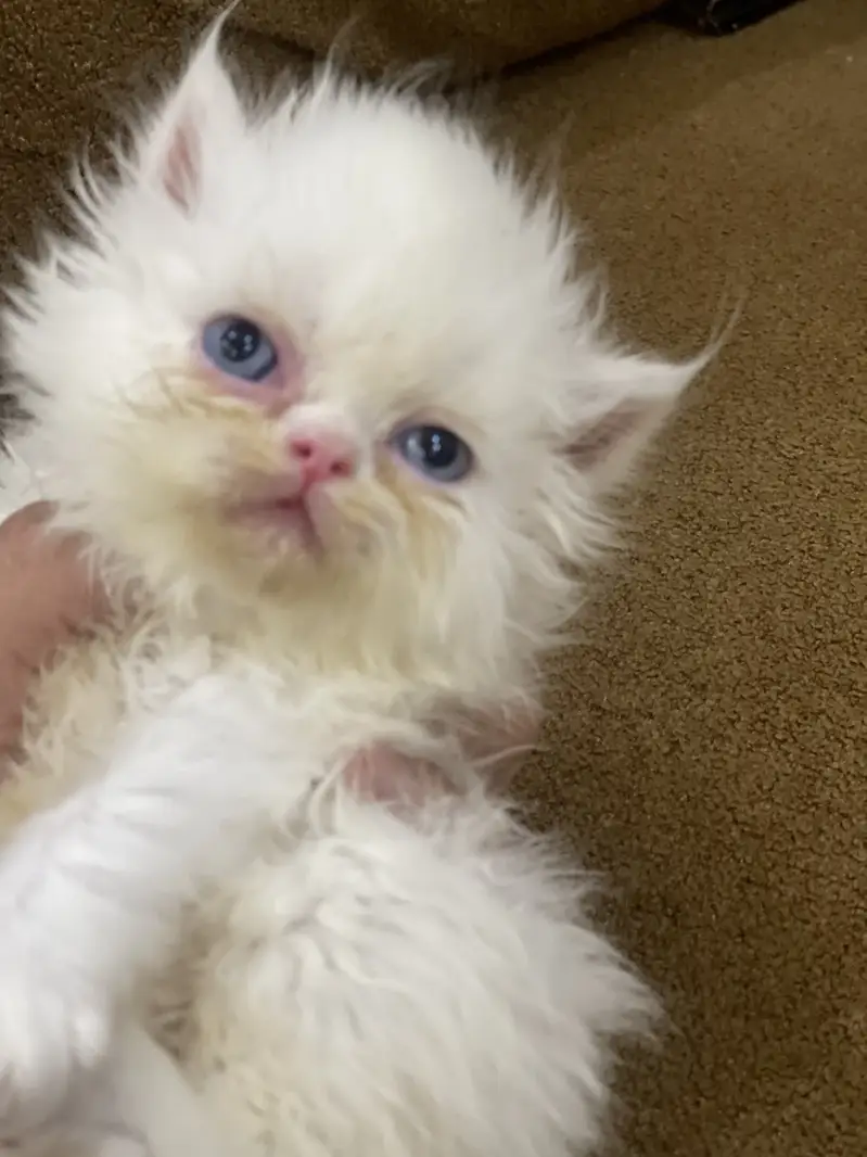 Piky kitten  triple corded blue eyes — photo 3