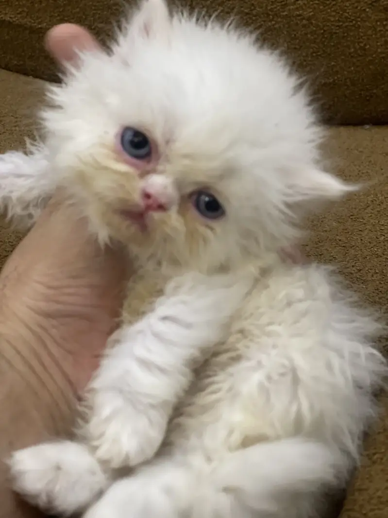 Piky kitten  triple corded blue eyes — photo 4