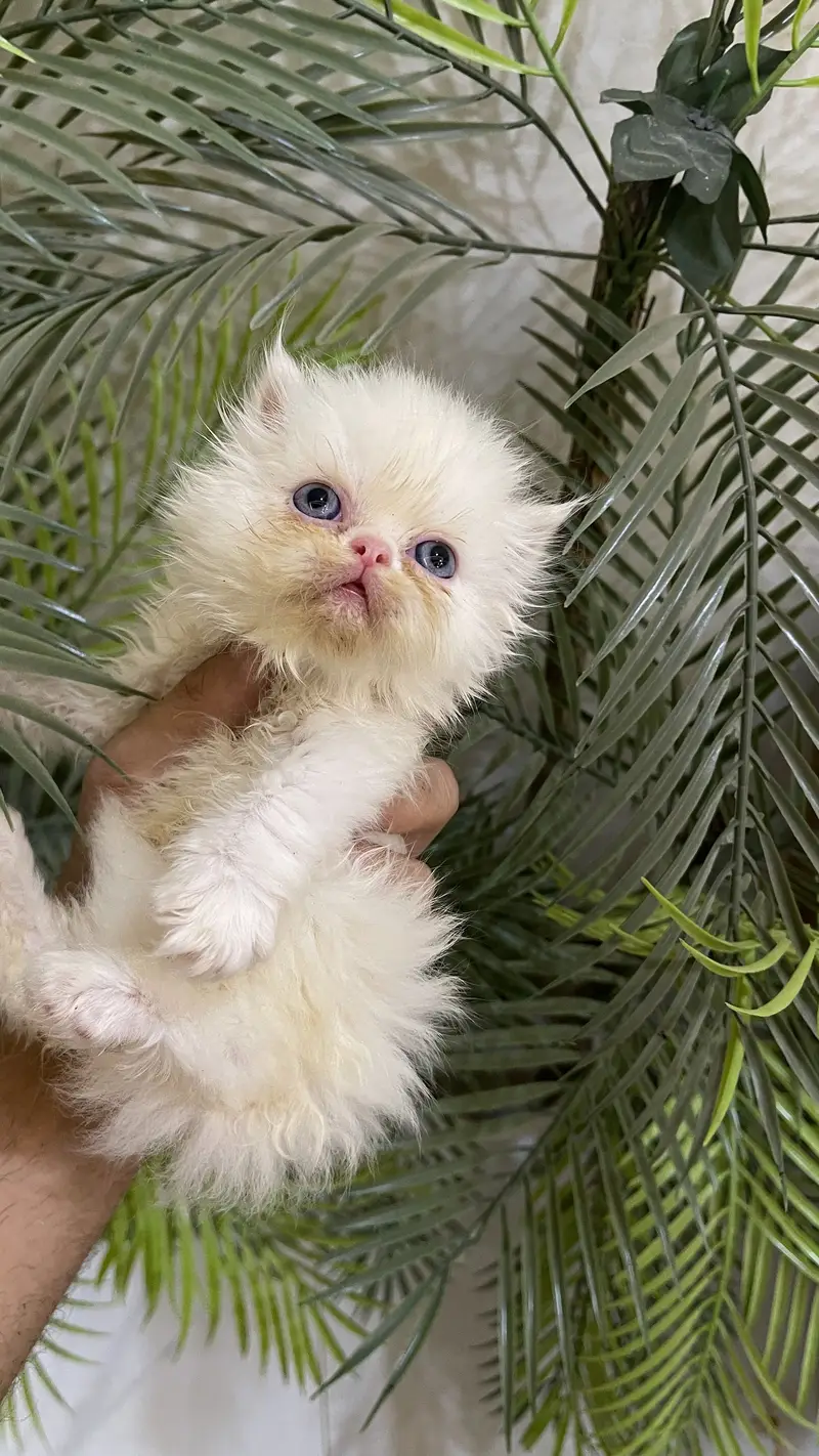 Piky kitten  triple corded blue eyes — photo 5