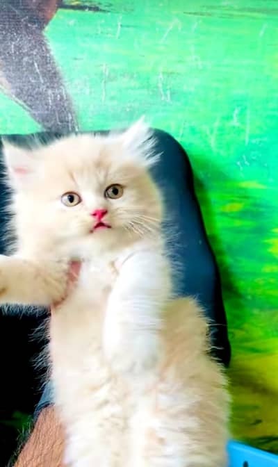 pure Persian cats vaccinated and healthy active WhatsApp/0346/4644037/