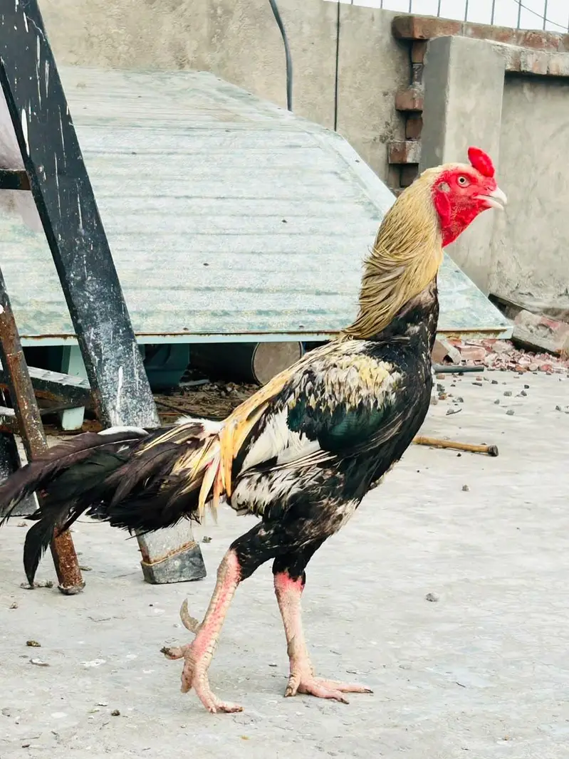 java aseel male