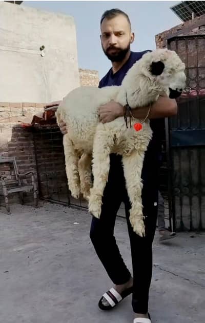 supreme quality lakha mudra chtatra  six months  double body