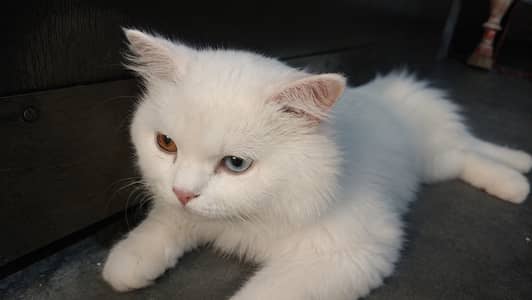Male cat for sale on best price with real deal and nice price