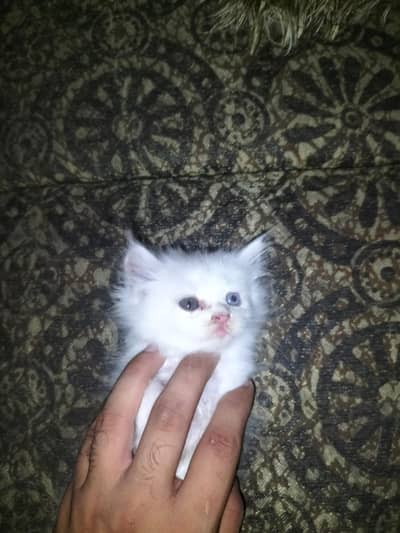 kitten