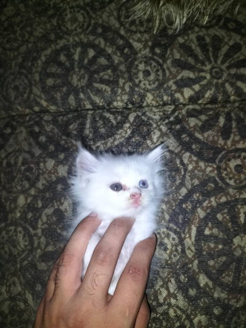 kitten 0