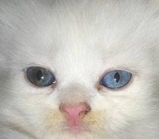 kitten 1