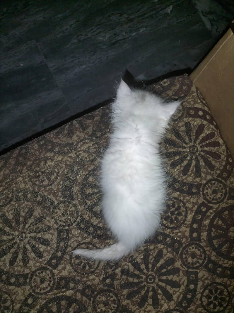 kitten 2
