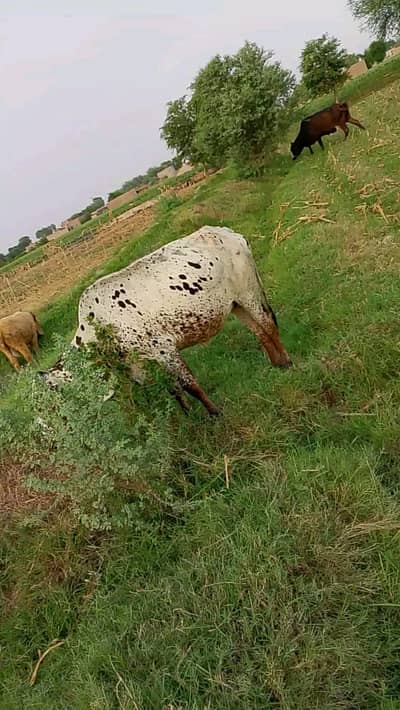 Fresian Cholistani Cross | چولستانی گائے | Cow| | گائے | Cow For sale