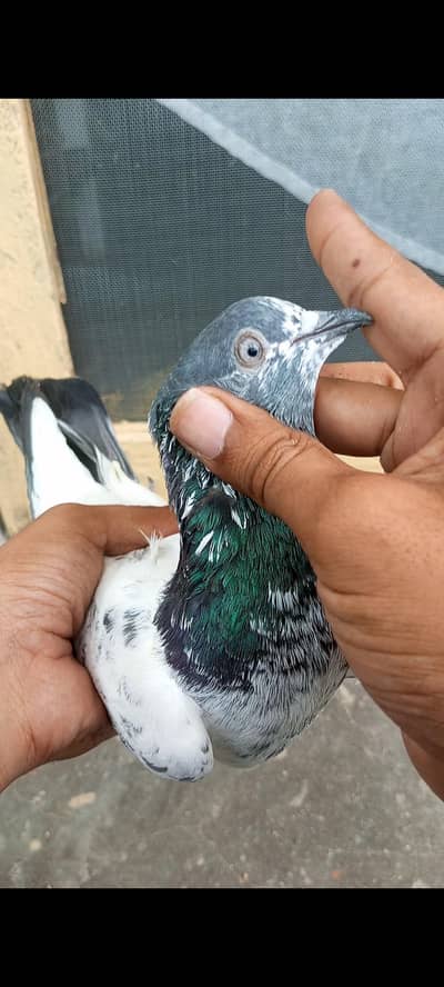 Pigeons breeder pair