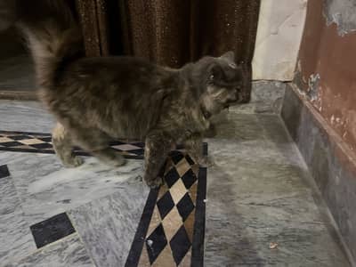 Bhut he payari 2 female cats each cat 13500