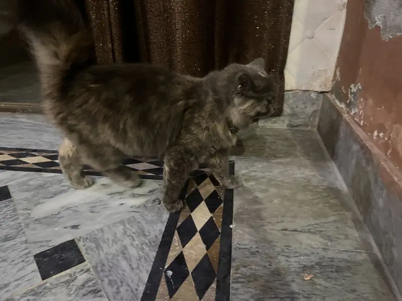 Bhut he payari 2 female cats each cat 13500