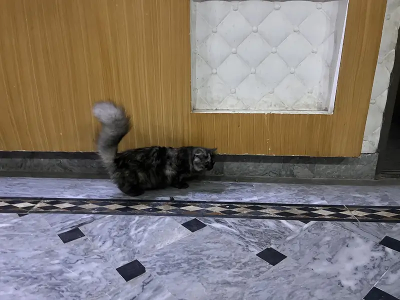 Bhut he payari 2 female cats each cat 13500 — photo 2