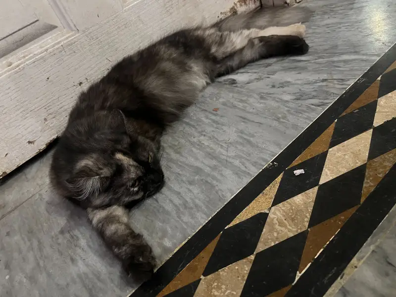 Bhut he payari 2 female cats each cat 13500 — photo 4