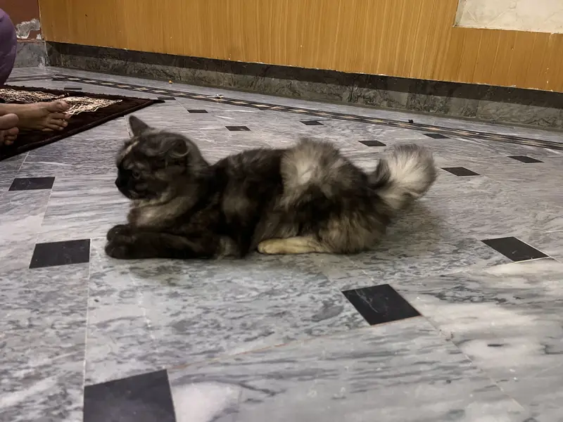 Bhut he payari 2 female cats each cat 13500 — photo 5