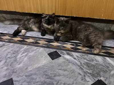 2 Beautiful Grey Female Persian Kittens for Sale
