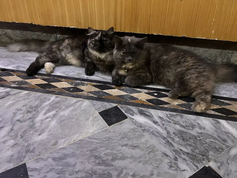 Bhut he payari 2 female cats each cat 13500 — photo 6