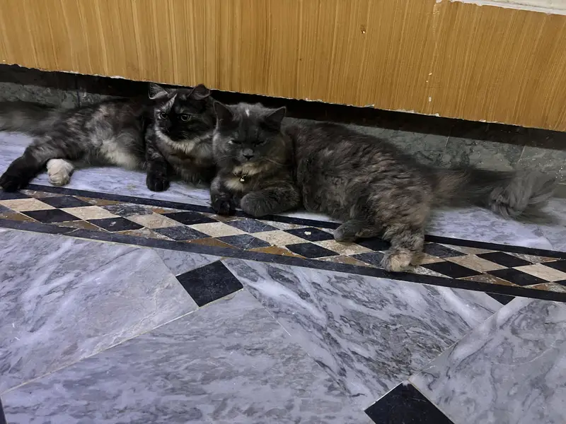 Bhut he payari 2 female cats each cat 13500 — photo 7