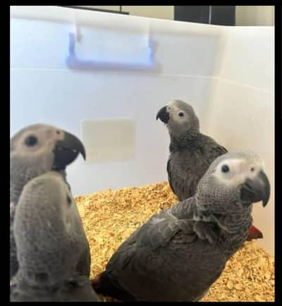 African Gray chick contact 03192744760
