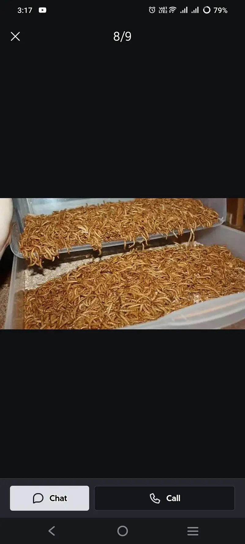 maleworms — photo 2