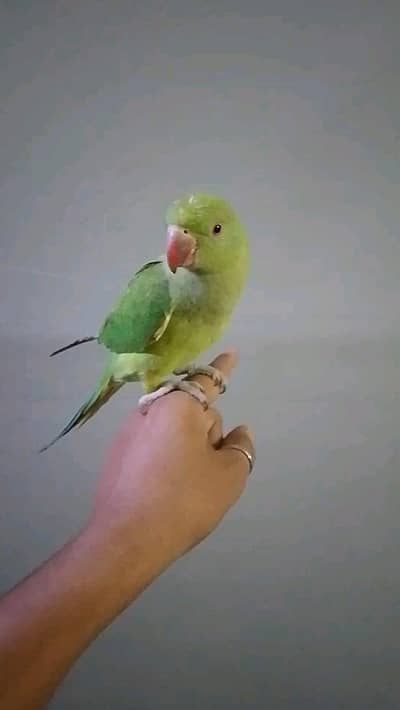 rink neck  male patha