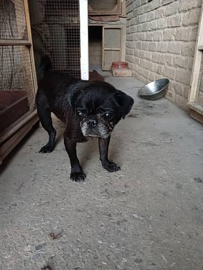 Pug male for sale
