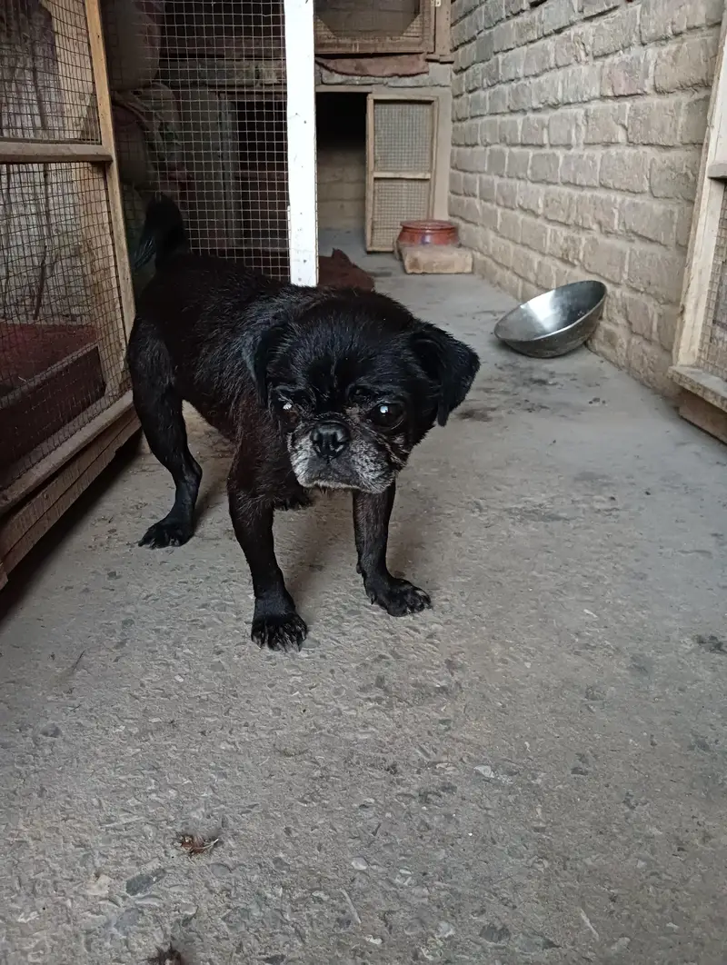 Pug male for sale