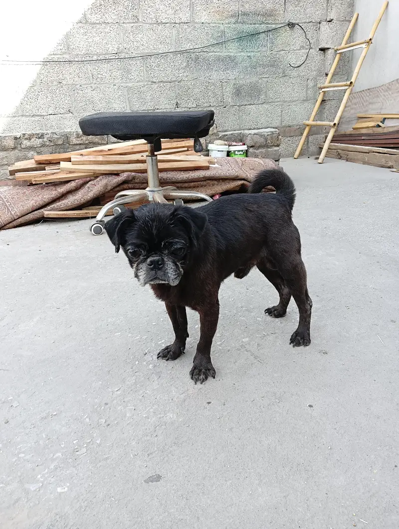 Pug male for sale — photo 2